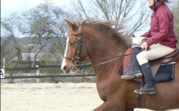 Quiz Galop 2
