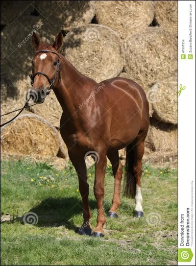 Comment s'appelle la marque que ce cheval a sur la tête?