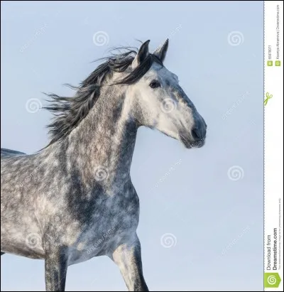 Quelle est la robe de ce cheval ?