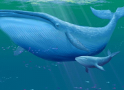 Quiz Connais- tu les baleines ?