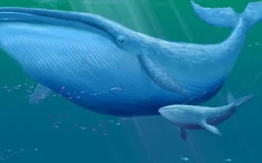 Quiz Baleines