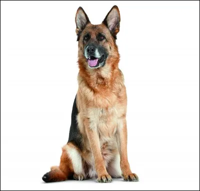 Quelle est cette race de chien ?