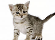 Quiz Concours des animaux - Spcial races de chats