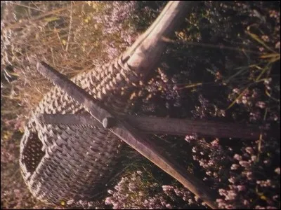Pour éviter de se piquer les doigts lors de ramassage de certains fruits, on se servait de cette pince et de ce panier. Quel usage lui réservait-on ?