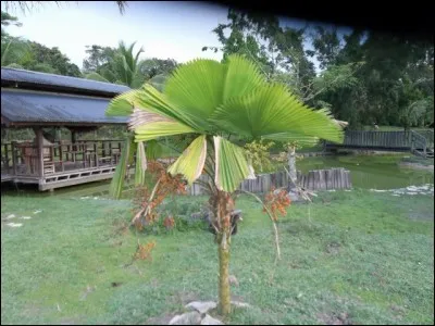 La Guyane, région et département français, a été achetée par la France aux Pays-Bas !