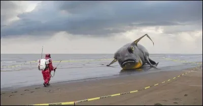 En Californie, il est interdit de tirer sur quoi que ce soit depuis sa voiture, SAUF si c'est une baleine !