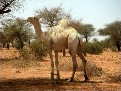 C'est en Australie que l'on trouve le plus grand nombre de dromadaires sauvages au monde !
