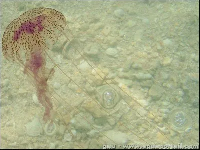 Vous passez vos vacances en Australie, il fait un soleil magnifique et la mer est bleu-turquoise, une véritable incitation à la baignade. A 100 mètres du bord, vous vous faites piquer par une méduse-boîte, comprenant que c'est du sérieux, vous voulez rallier la plage le plus vite possible, mais c'est trop tard, vous êtes mort !