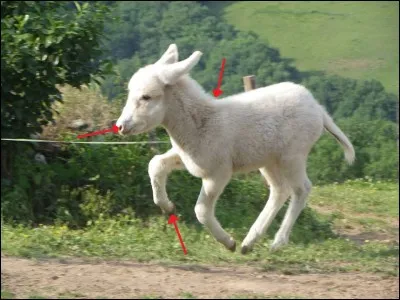 Comment appelle-t-on ces parties du corps de l'âne ?