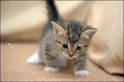 Il est trop mignon ce b&eacute;b&eacute;...