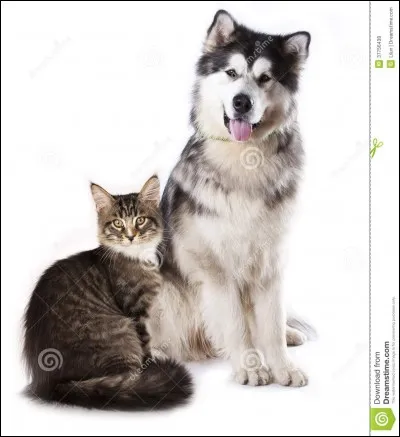 Tous les chats ont-ils peur des chiens ?