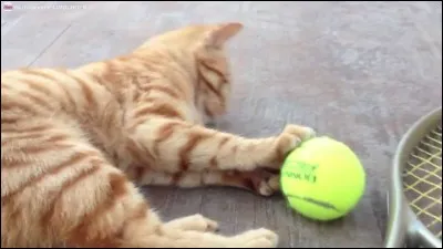 Tous les chats aiment-ils jouer ?