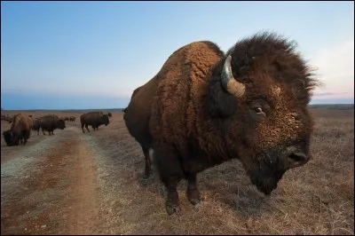 En mai 2016, le bison est devenu le mammifère officiel des États-Unis.
