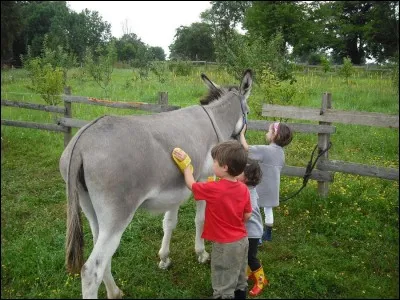 « Être sérieux comme un âne qu'on étrille » signifie « être d'une sévérité absolue ». Mais qu'est-ce qu'une étrille ?