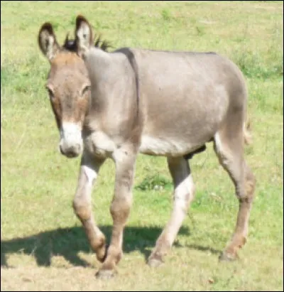 Voici une expression très connue : « À la foire, il y a plus d'un âne qui s'appelle Martin ». Cette expression signifie qu'il y a beaucoup de personnes qui portent le même nom. L'origine de cette expression vient de l'âne de Saint Martin. Qu'a-t-il fait ?