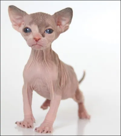 Pourquoi ce chat n'a pas de poil ?