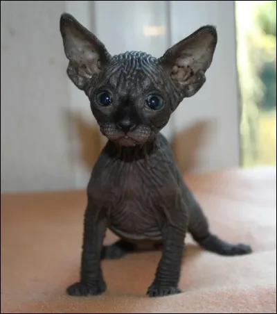 De quelle race est-il ?