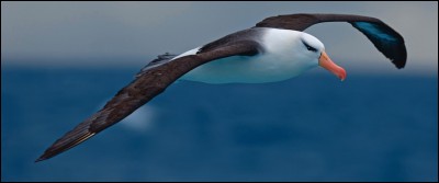 Animaux - Laquelle de ces affirmations concernant l'albatros est 
fausse ?