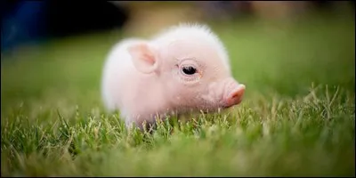 Ce n'est pas de l'amour propre.