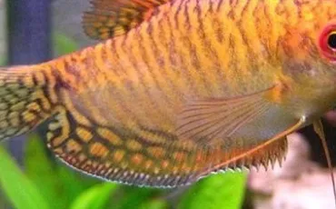 Quiz Aquariophilie