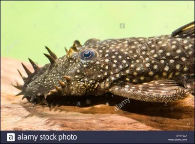 De quelle famille est l'Ancistrus ?