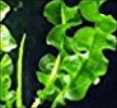 Lequel de ces noms désigne une plante aquatique ?