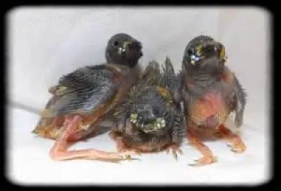 Au bout de combien de jours les plumes des petits apparaissent ?