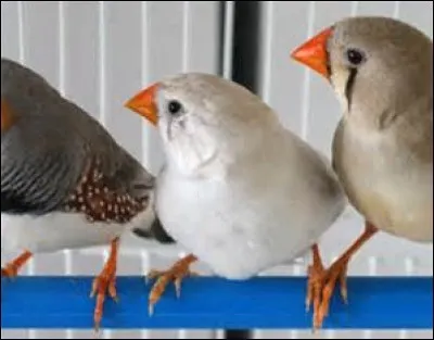 La femelle peut-elle être blanche ?