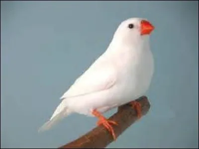 Le plumage blanc est-il rare chez les mandarins ?