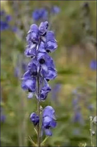 Quelle plante peut tuer un loup-garou ?