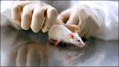 Des scientifiques ont fait des expériences sur des souris, afin de vérifier si elles étaient chatouilleuses.