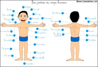 Quelles sont les parties du corps qui sont les plus sensibles aux chatouilles ?