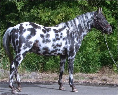 Quelle est la race de ce cheval ?