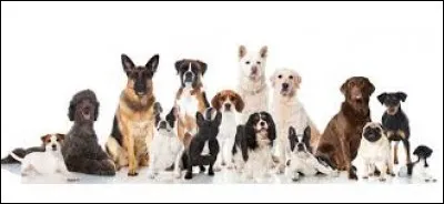 Combien existe-t-il de races de chiens reconnues officiellement par la fédération cynologique internationale ?