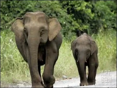 Quel est cet &eacute;l&eacute;phant ?