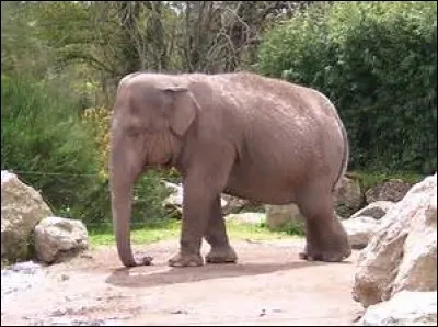 Quel est cet &eacute;l&eacute;phant ?