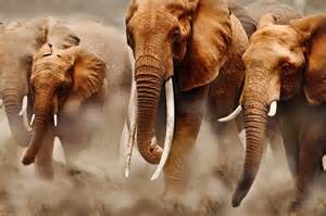 Quiz Elephants