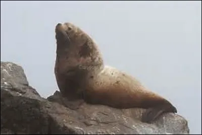 Quel est ce lion de mer ?