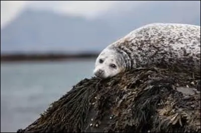 Quel est cet animal ?
