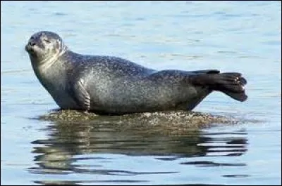 Quel est cet animal ?