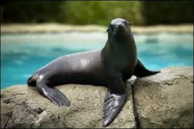 Quel est ce lion de mer ?