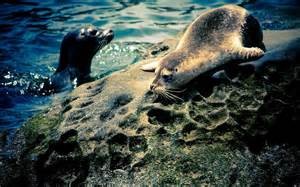 Quiz Animaux