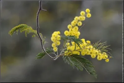A quels aliments peut-on associer une préparation portant le nom de ces fleurs ?