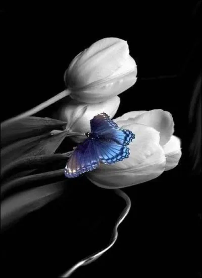 Quel est le film, sorti en 1952, qui réunit Gérard Philipe, Gina Lollobrigida et Noël Roquevert ?