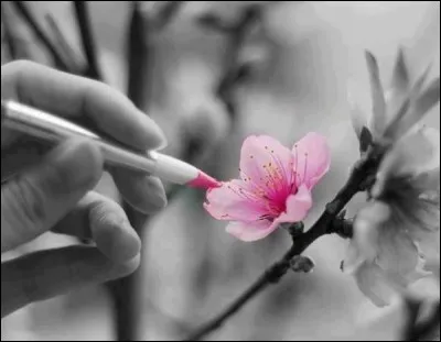 Qui chantait "Elle écoute pousser les fleurs" ?