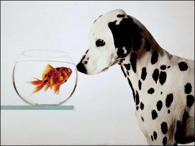 Comment s'appelle cette race de chien ?