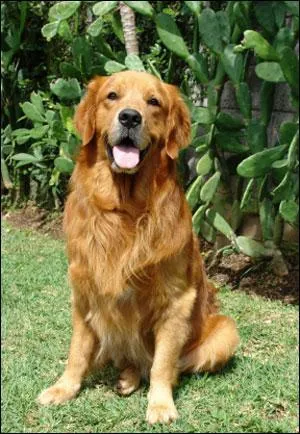 Comment s'appelle cette race de chien ?