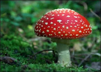 Que deviennent les dessins que Kilari fait ?