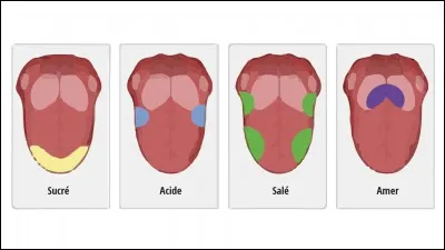 Quelle saveur préfères-tu ?