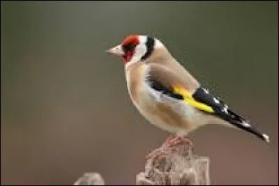 Le chardonnay est une espèce de passereaux.